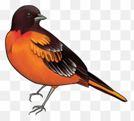 Hummingbird Clipart Xantus Transparent - Bird Clipart png