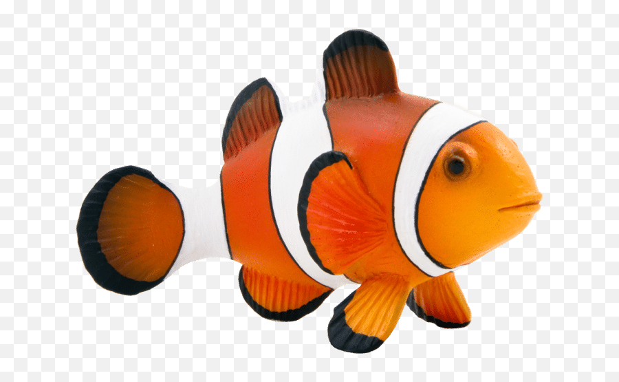 Maroon Clownfish Animal Mojo Fun 387090 Clown Fish - Png Clown Fish Png,Clown Transparent Background
