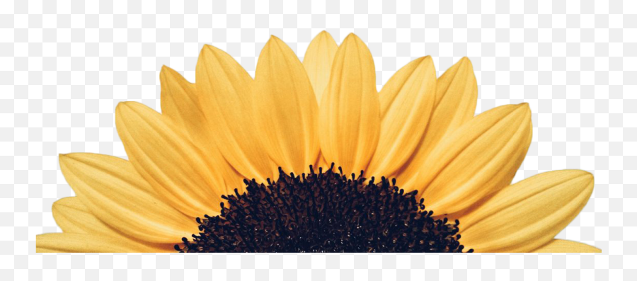 Sun Flower Detailed Transparent Background Png - Free Sonríe Cada Día,Sunflower Transparent Background