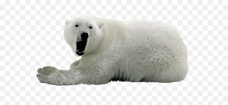 Polar Bear Png - Png,Polar Bear Transparent Background