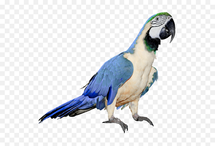Parrot Icon - Parrot Blue And White Png,Parrot Transparent