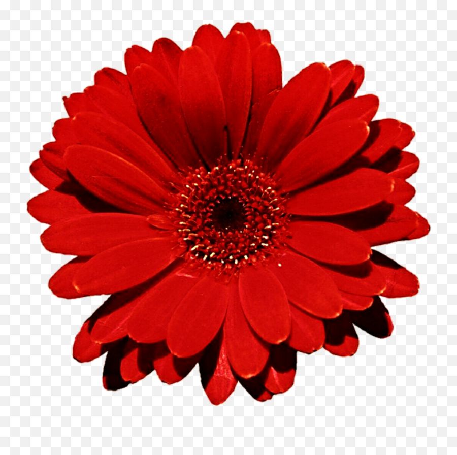 Gerbera Clipart Clip Art - Red Flower Transparent Background Normal Vision Vs Color Blindness Png,Red Flower Transparent