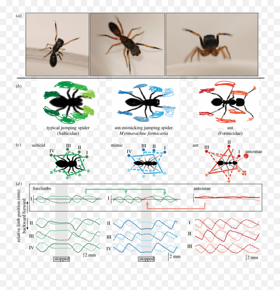 Gait Analysis A Images Of An M Formicaria Female Left - Spider Raising Front Legs Png,Ant Transparent Background