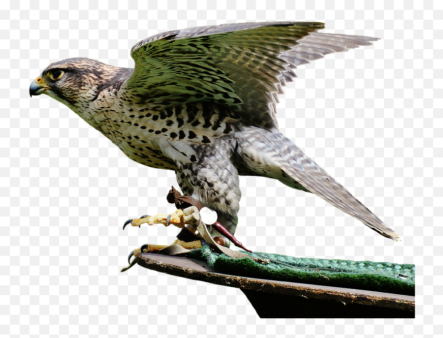 Falcon Birds Png Transparent Images - Bird Of Prey,Falcon Transparent