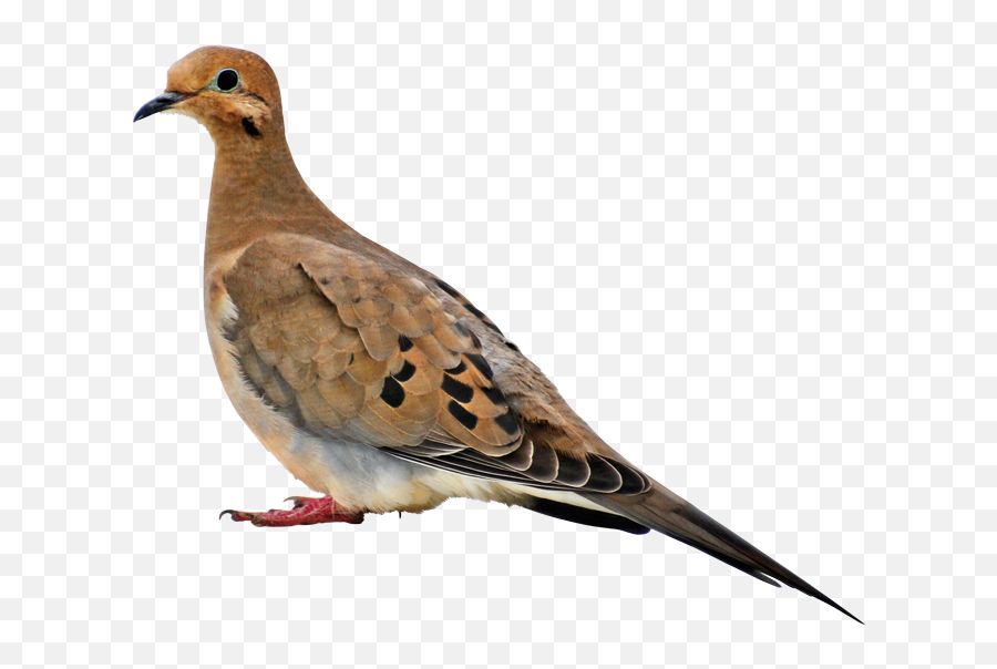 Book About Mourning Doves - Transparent Mourning Dove Clipart Png,Doves Png