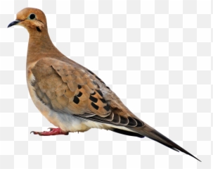 Book About Mourning Doves - Transparent Mourning Dove Clipart Png,Doves Png