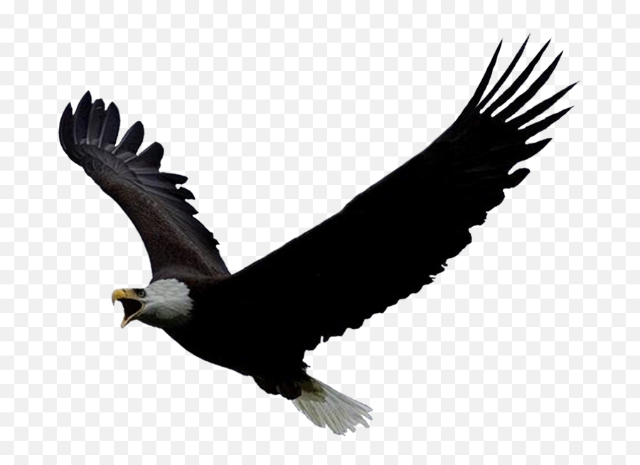 Free Eagle Flying Png Download - Eagle Gif Png,Eagle Flying Png - free  transparent png images 