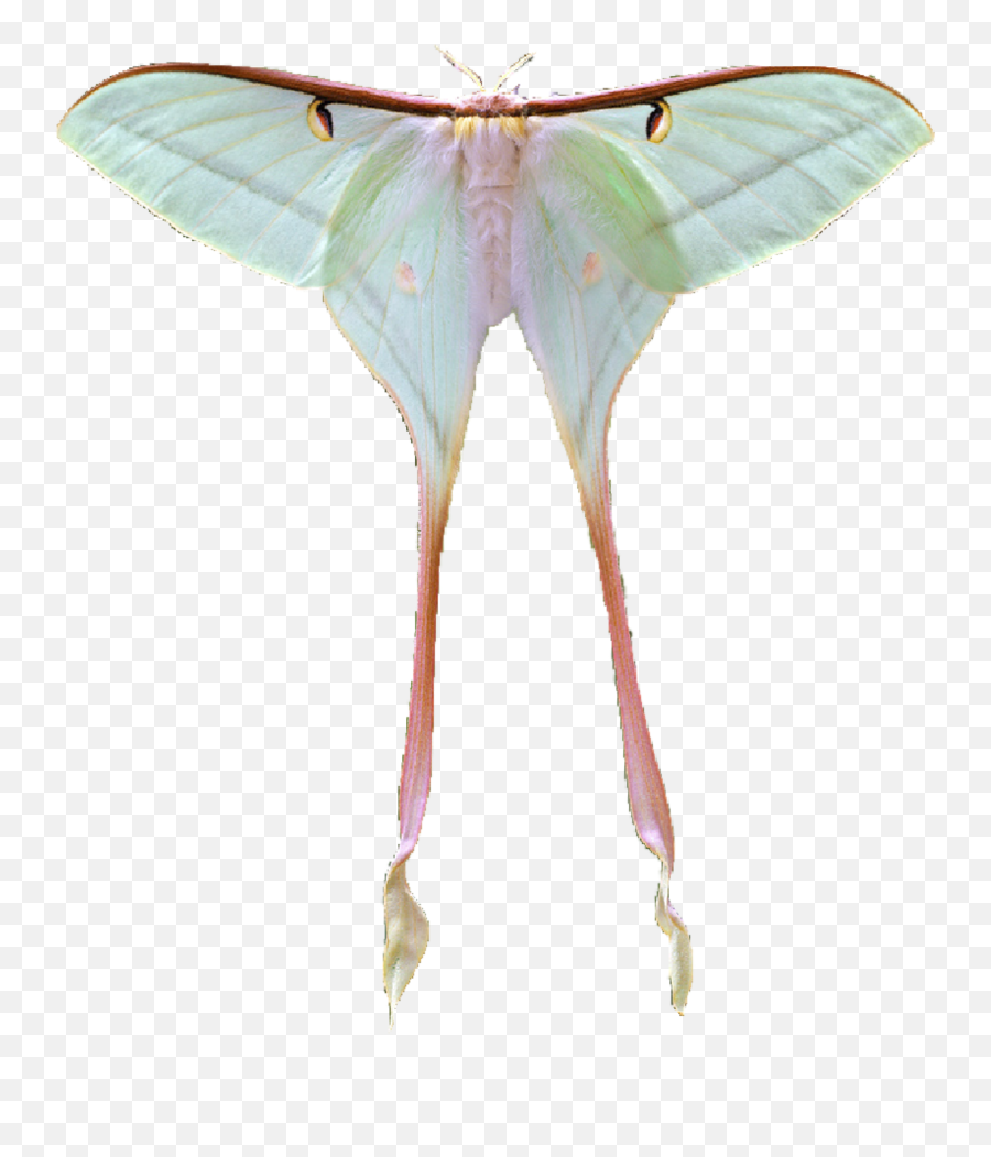 Lunamoth Moth Sticker - Moon Moth Transparent Png,Moth Transparent Background