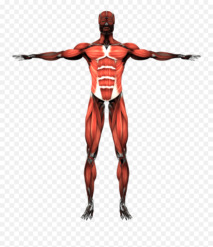 Muscular System Skeletal Muscle Human - Muscular System Transparent Background Png,Muscle Man Png