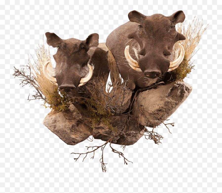 Our Work - Twig Png,Warthog Png