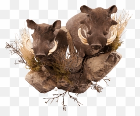 Our Work - Twig Png,Warthog Png