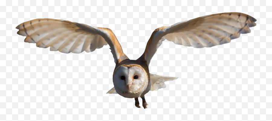 Download Barn Owl Png Image For Free - Barn Owl Png,Fly Transparent Background
