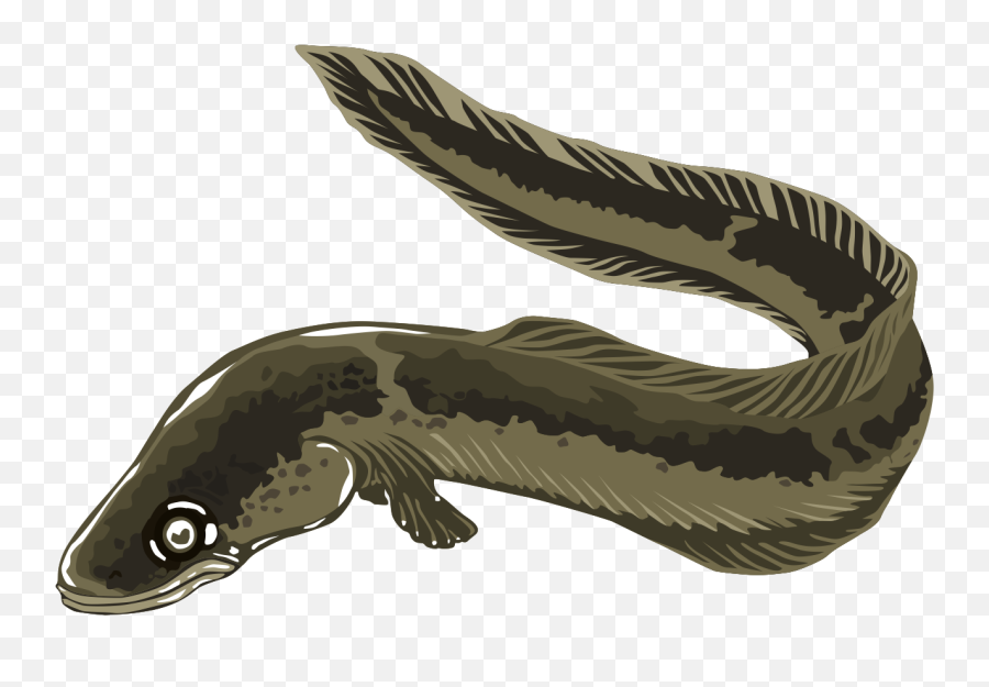 Eel Clipart - Eel Clipart Png,Transparent Ribbon Eel