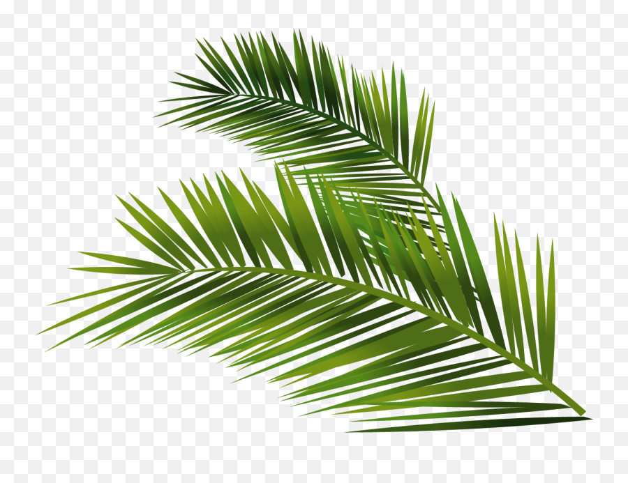 Leafs Vector Palm - Palm Leaf Png Full Size Png Download Palm Leaf Palm Vector Png,Palm Tree Leaves Png