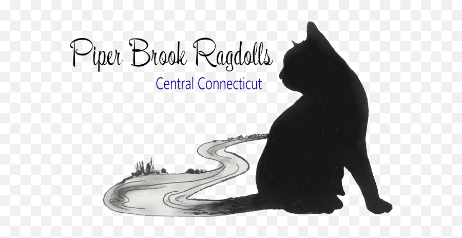 Tica Registered Ragdoll Breeder - Black Cat Png,Ragdoll Logos