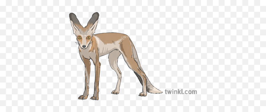 Arabian Red Fox Uae Wetlands Mammal Animal Ks2 Illustration - Arabian Fox Logo Png,Red Fox Logo