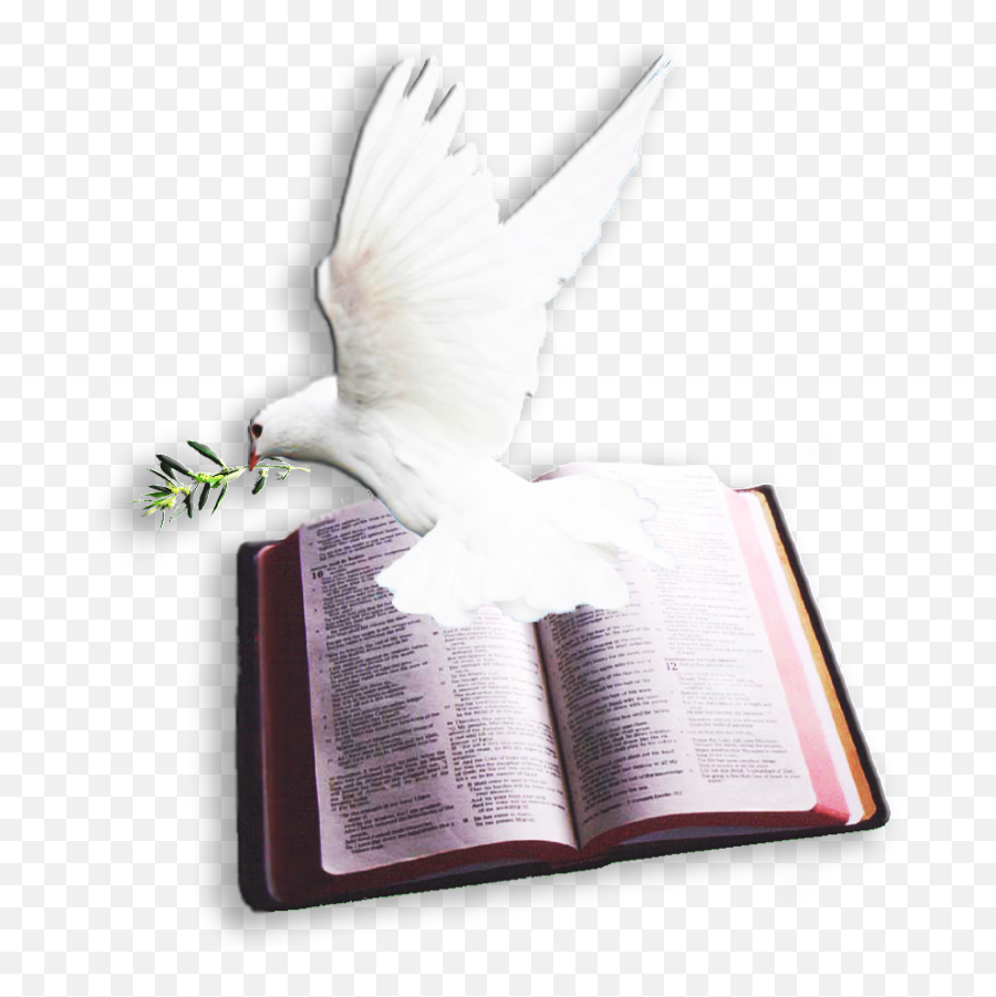 Download Archivo Del Blog U003c - Bible And Dove Png Png Image Holy Spirit Dove And Bible,Peace Dove Png