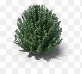 Product Item - Shrubs Png Transparent,Aspen Tree Png