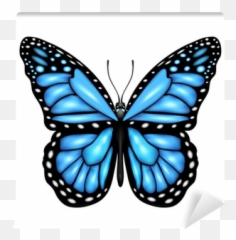Blue Butterfly Wall Mural U2022 Pixers - We Live To Change Blue Butterfly On White Background Png,Blue Butterflies Png