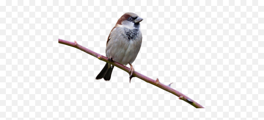 Sparrow Png Images Download Transparent Image - Pajaro En Rama Png,Jack Sparrow Icon