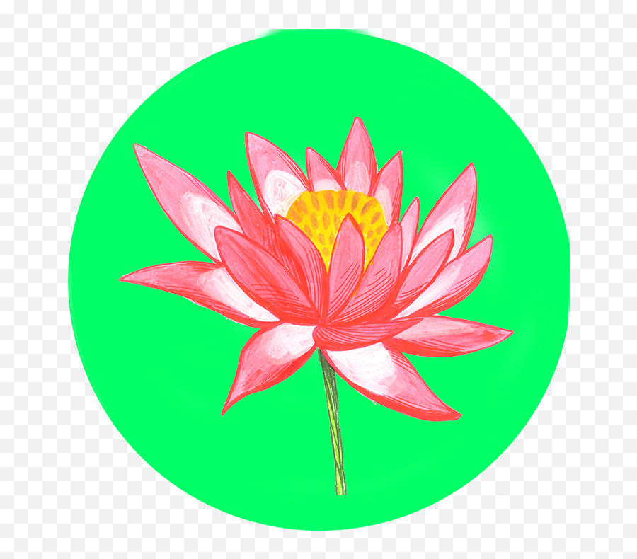 Download Png - Sacred Lotus Png Image With No Emergent Vegetation,Water Lily Icon