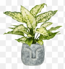 Aglaonema Kiwi Png