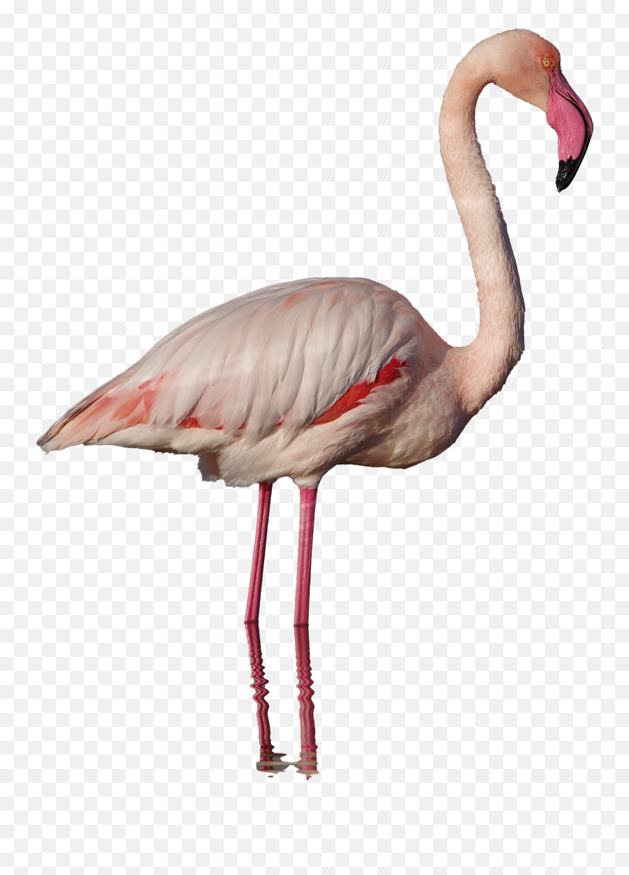 Png Images Transparent Background - Real Flamingo Png,Flamingo Transparent Background