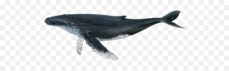 Humpback Whale - Humpback Whale Png,Humpback Whale Png