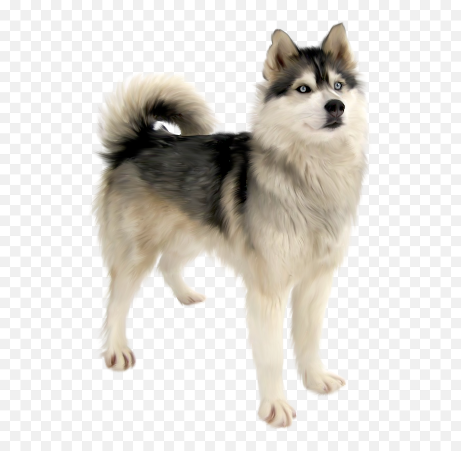 Cute Dog Png Download - Siberian Husky Png,Husky Png