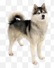 Cute Dog Png Download - Siberian Husky Png,Husky Png