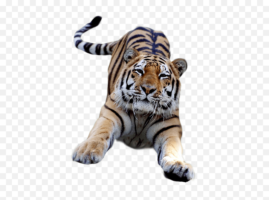 Jumping Tiger Transparent Png - Tiger Png No Background,Tigers Png