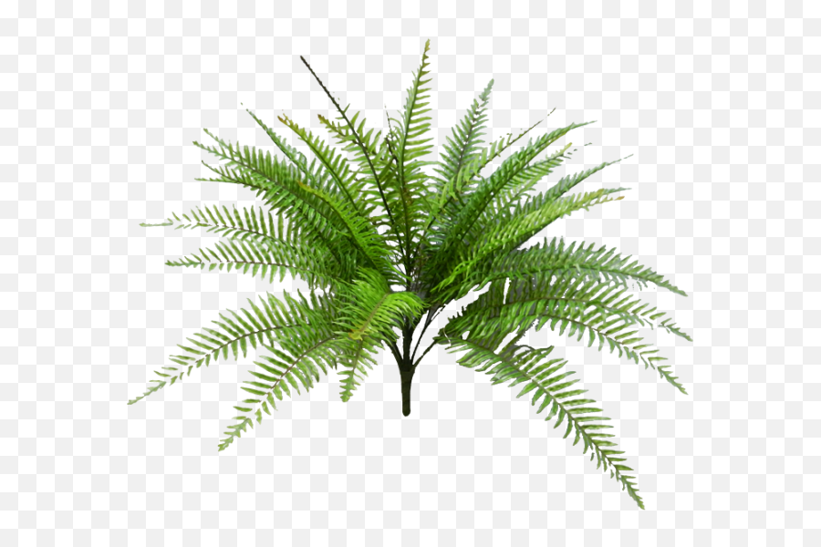 Tropical Fern Png Svg Black And White - Palm Png,Fern Png