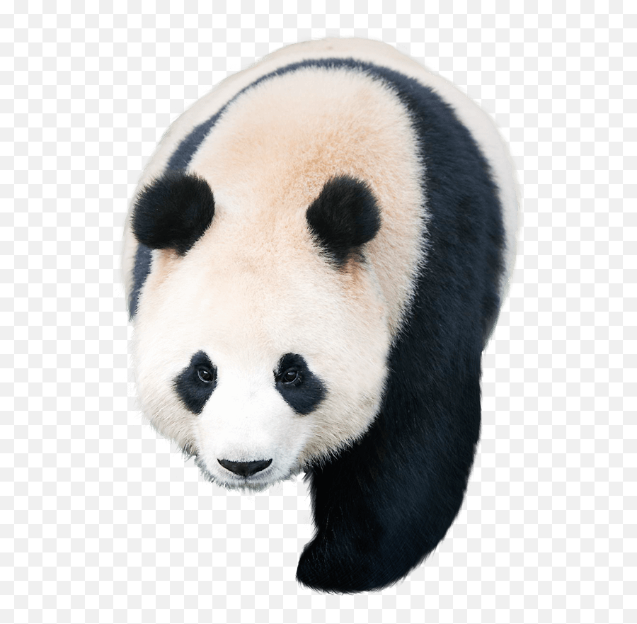Giant Panda Pandas Kakao Games - Others Png Download 605 Giant Panda,Kakao Png