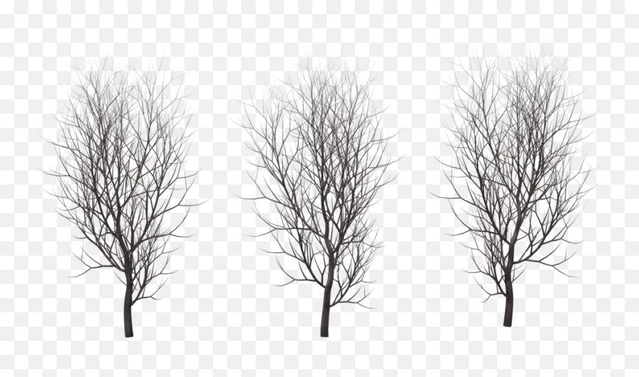 Download Hd Winter Tree Png Transparent - Winter Trees Png,Winter Tree Png