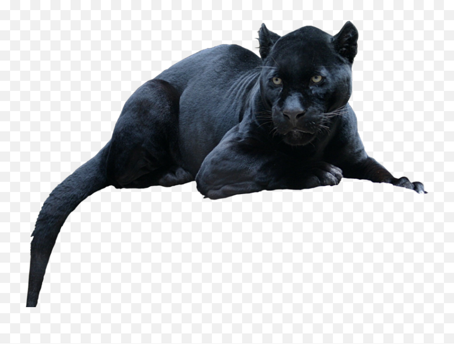 Jaguar Psd Official Psds - Black Panther In Real Life Png,Panther Transparent