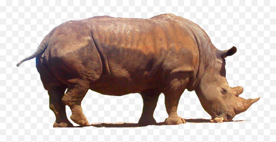 Rhinoceros Png Transparent Images All - Rhinoceros,Rhino Transparent Background