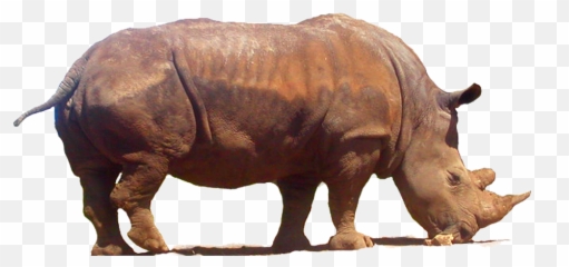 Rhinoceros Png Transparent Images All