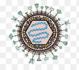 Herpes Simplex Virus And Alzheimeru0027s Disease - Simplex Virus png