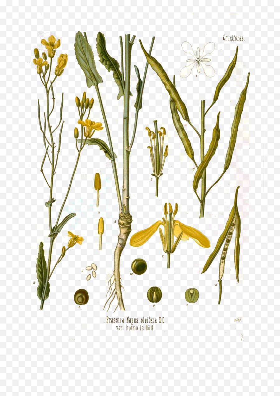 Download Canola Flower Mustard Plant Seed Illustration Png Botanical