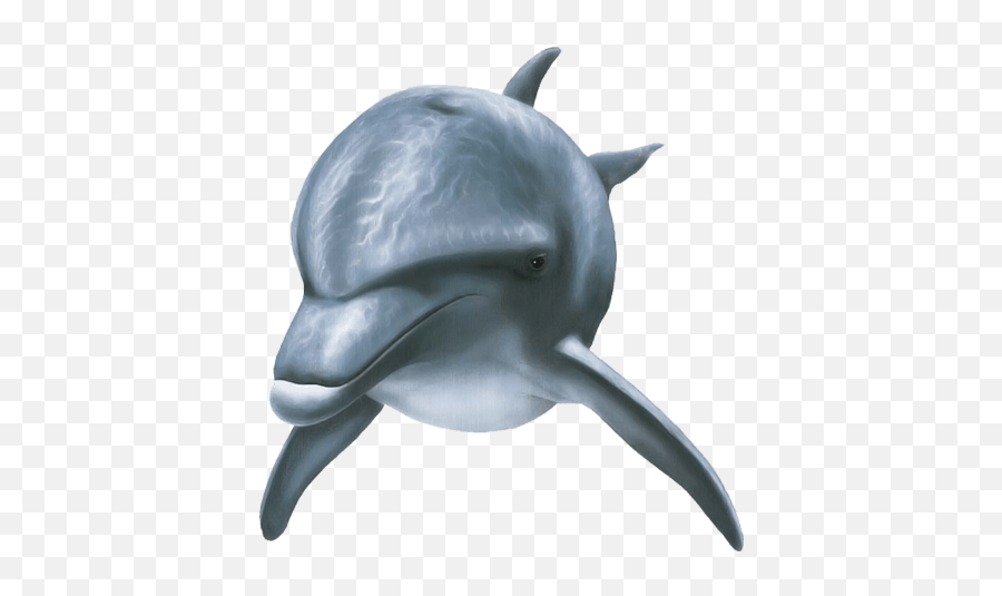 Dolphin Front View - Dolphin Front View Png,Dolphin Png