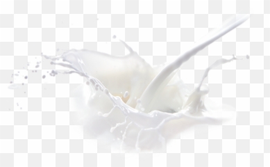Igazym - Macro Photography png