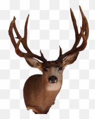Deer Head Mounts Png Free - Real