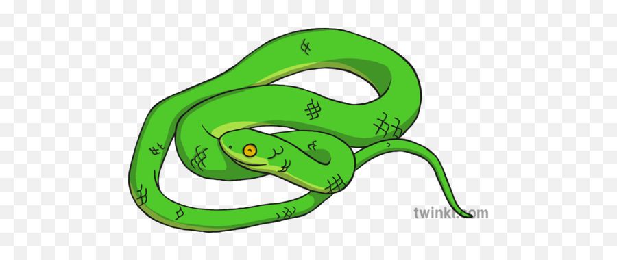 Snake 5 Illustration - Twinkl Snake Twinkl Illustration Png,Green Snake Png