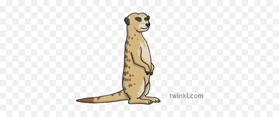 Meerkat 3 Illustration - Twinkl Twinkl Meerkat Png,Meerkat Png