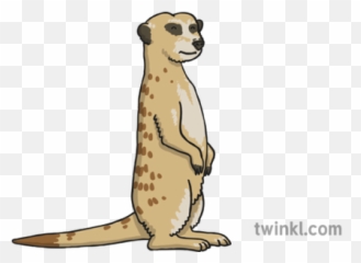 Meerkat 3 Illustration - Twinkl Twinkl Meerkat Png,Meerkat Png