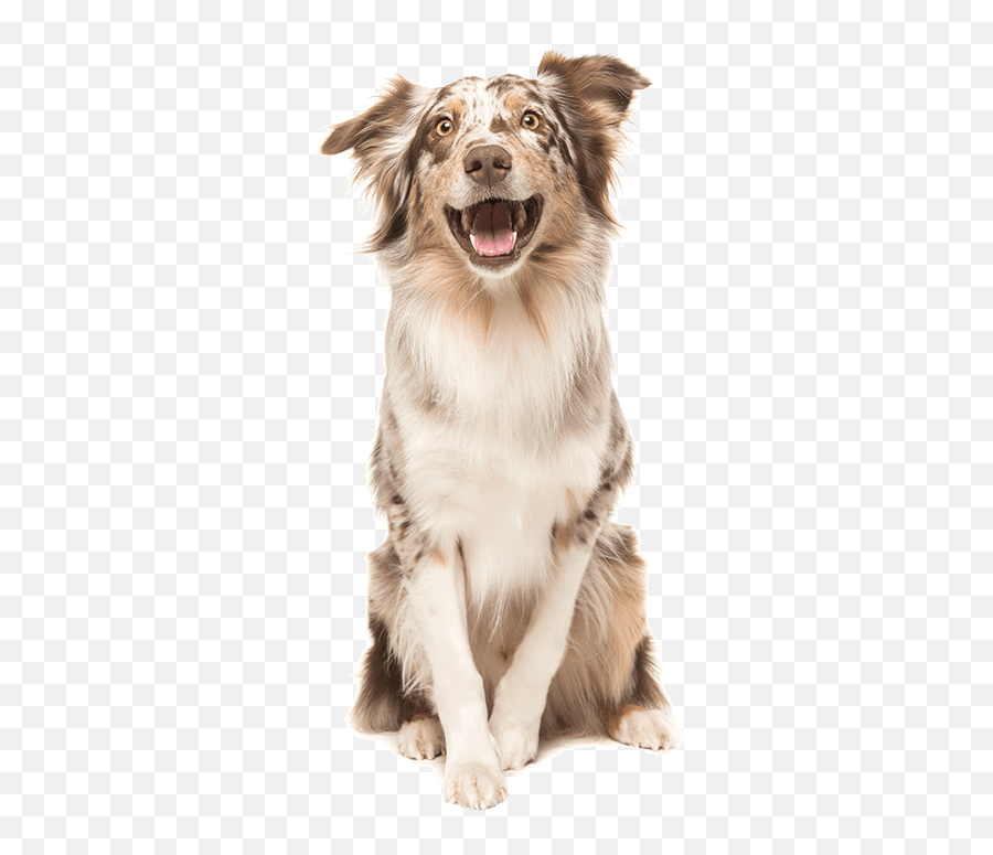 The Natural Dog Food Company Where Good Health Comes Naturally - Dog Png,Australian Shepherd Icon