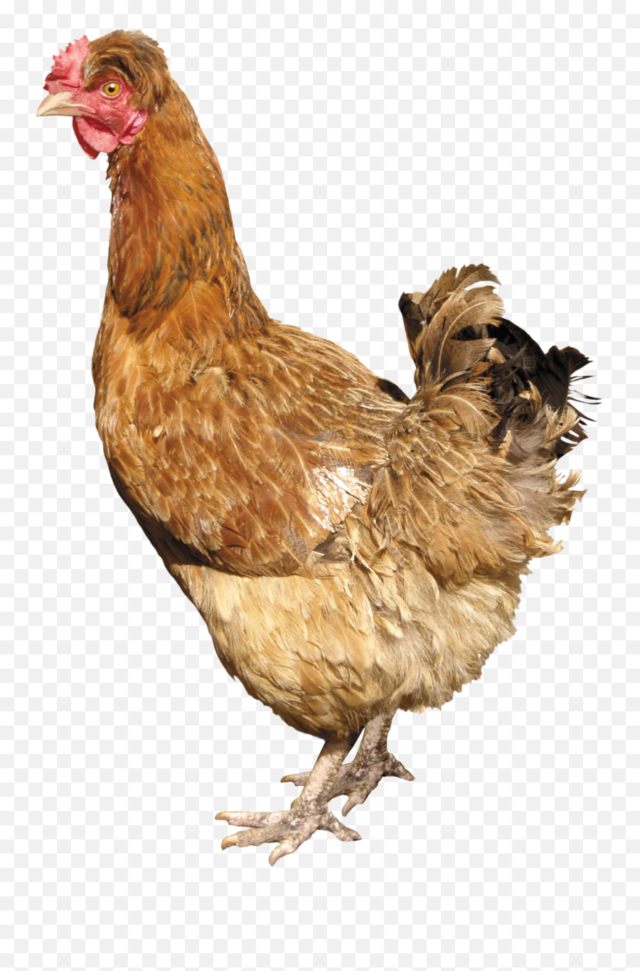 Chicken Png Images Free
