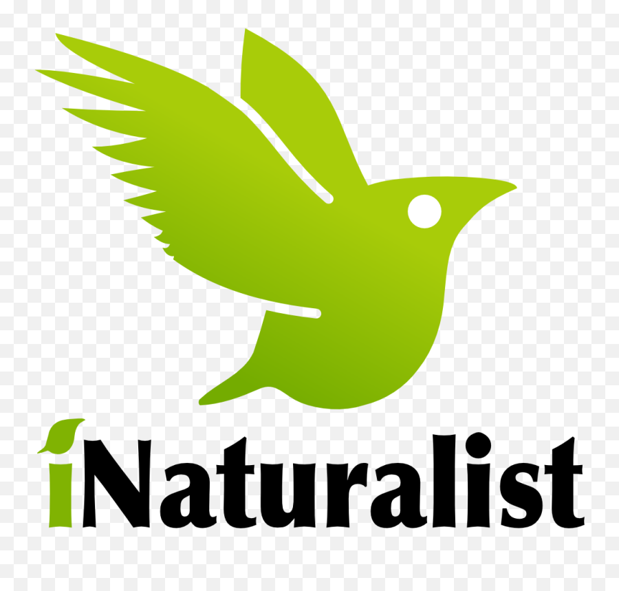 Tree Branches Falling - Inaturalist Logo Png,Tree Branch Icon