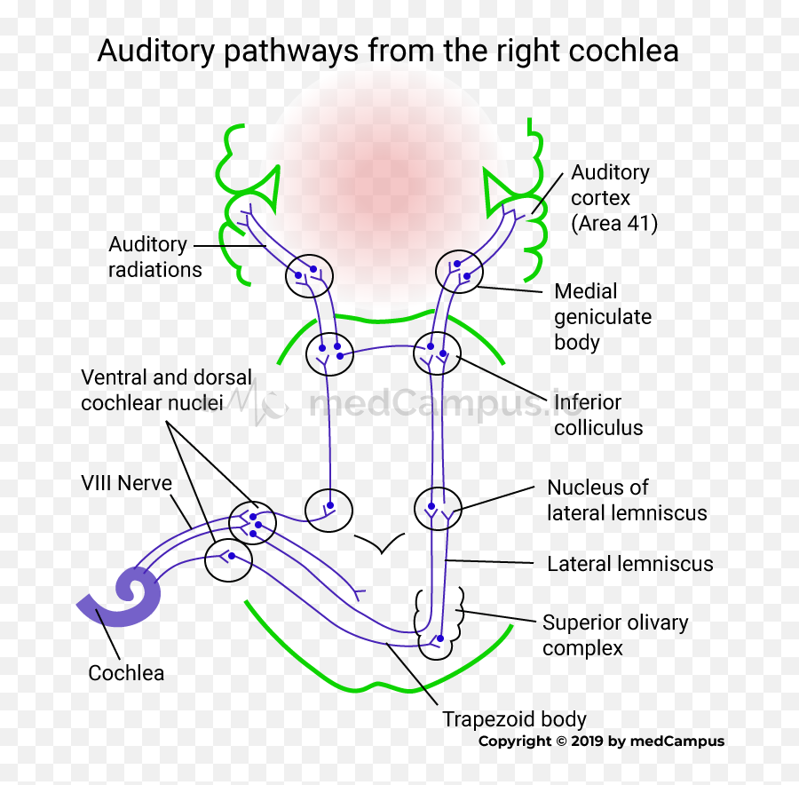 Auditory Pathway - Smk Pu Negeri Bandung Png,Auditory Icon