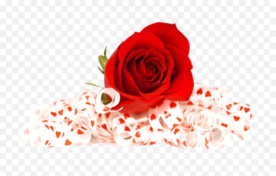 Red Rose Flower Png Transparent - Transparent Rose Background Png,Red Rose Png